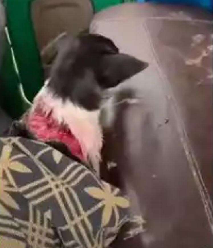 Canine Protection Interventions: Karnataka Authorities Address Animal Cruelty Following Air Gun Incident