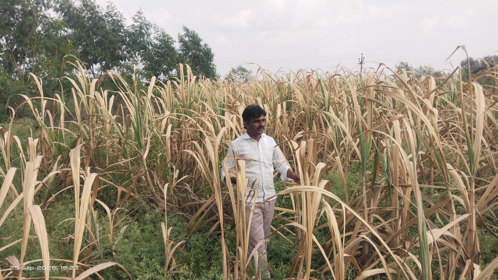 Severe Agrarian Distress Grips Maharashtra Tehsils as Activists Demand Immediate Crop Damage Inspections