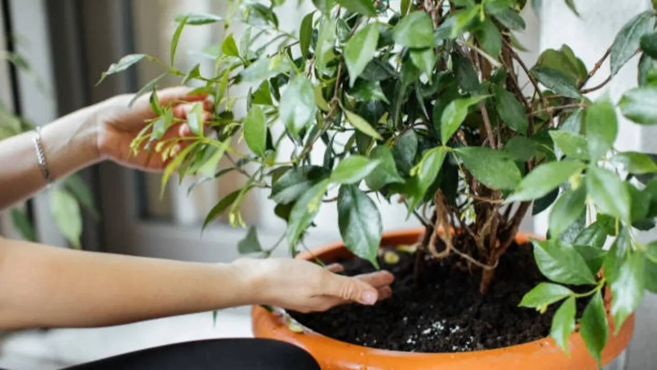 Jasmine plant care: 7 easy tips to grow healthy plants and enjoy more fragrant flowers at home