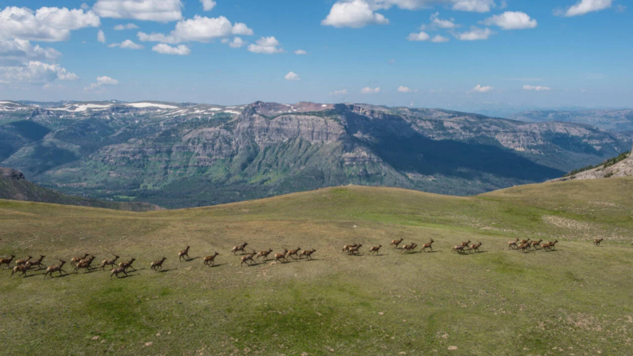 $17.1M to restore 206,000 acres, 225 miles for wildlife movement in West
