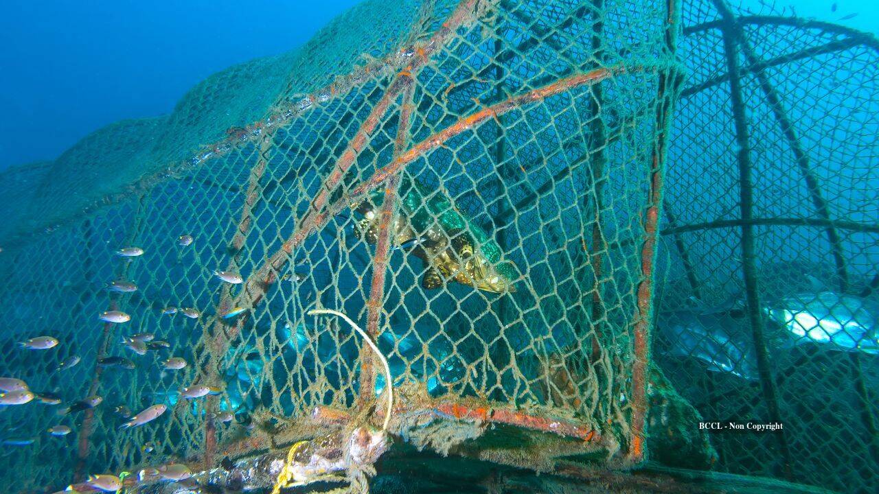 US removed 14,000 traps, 600,000 pounds; 11 projects target 15,450 more