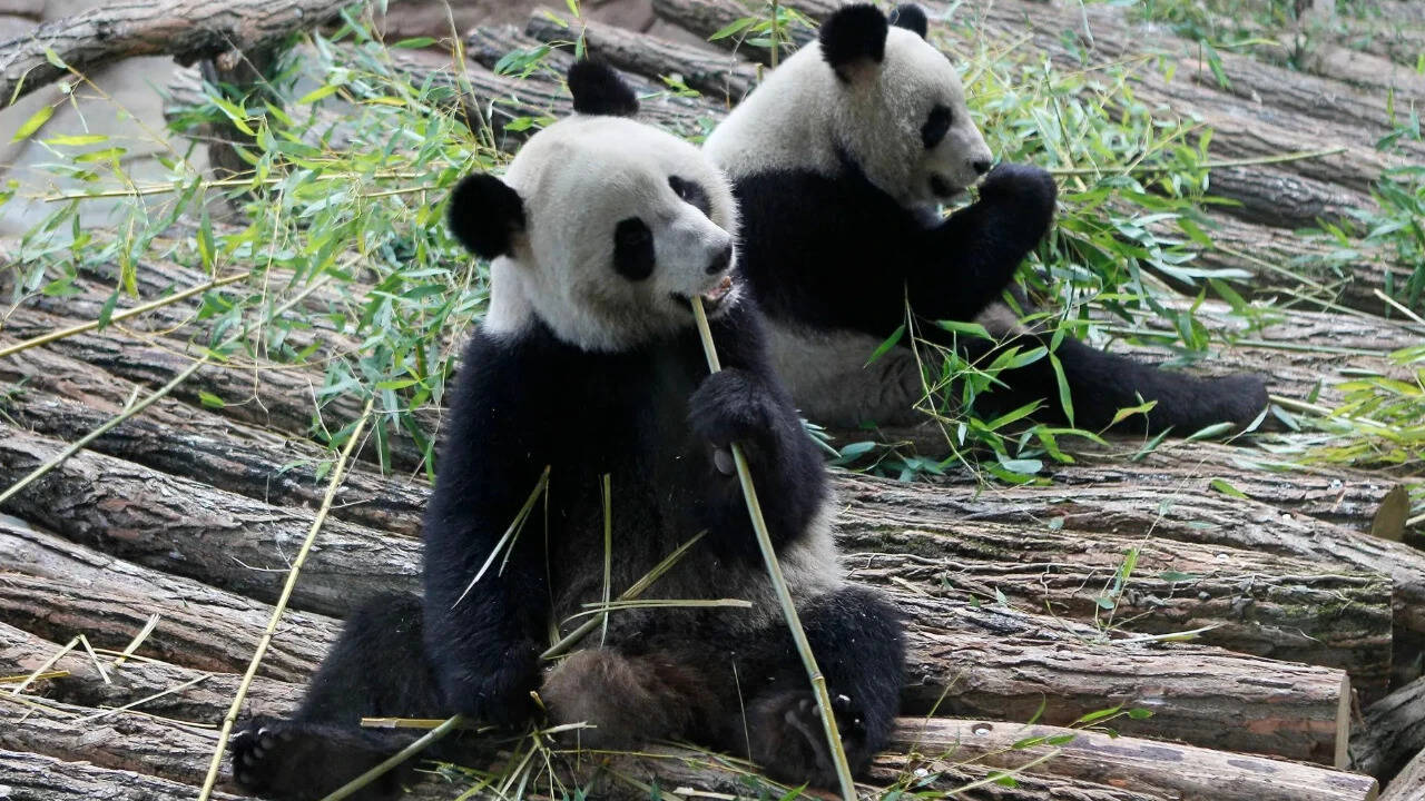 Panda-monium: When diplomacy goes to the dogs, horses, and elephants