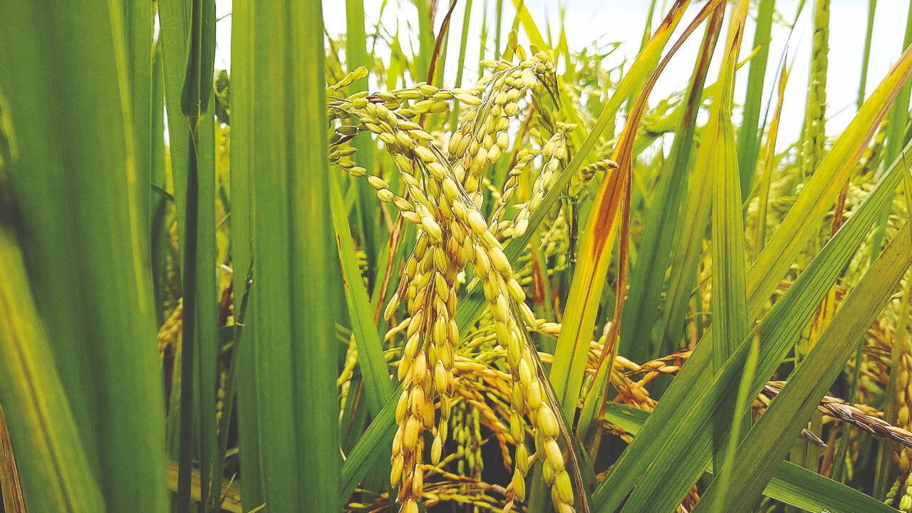 Despite rainfall deficit, kharif acreage above 5-year average