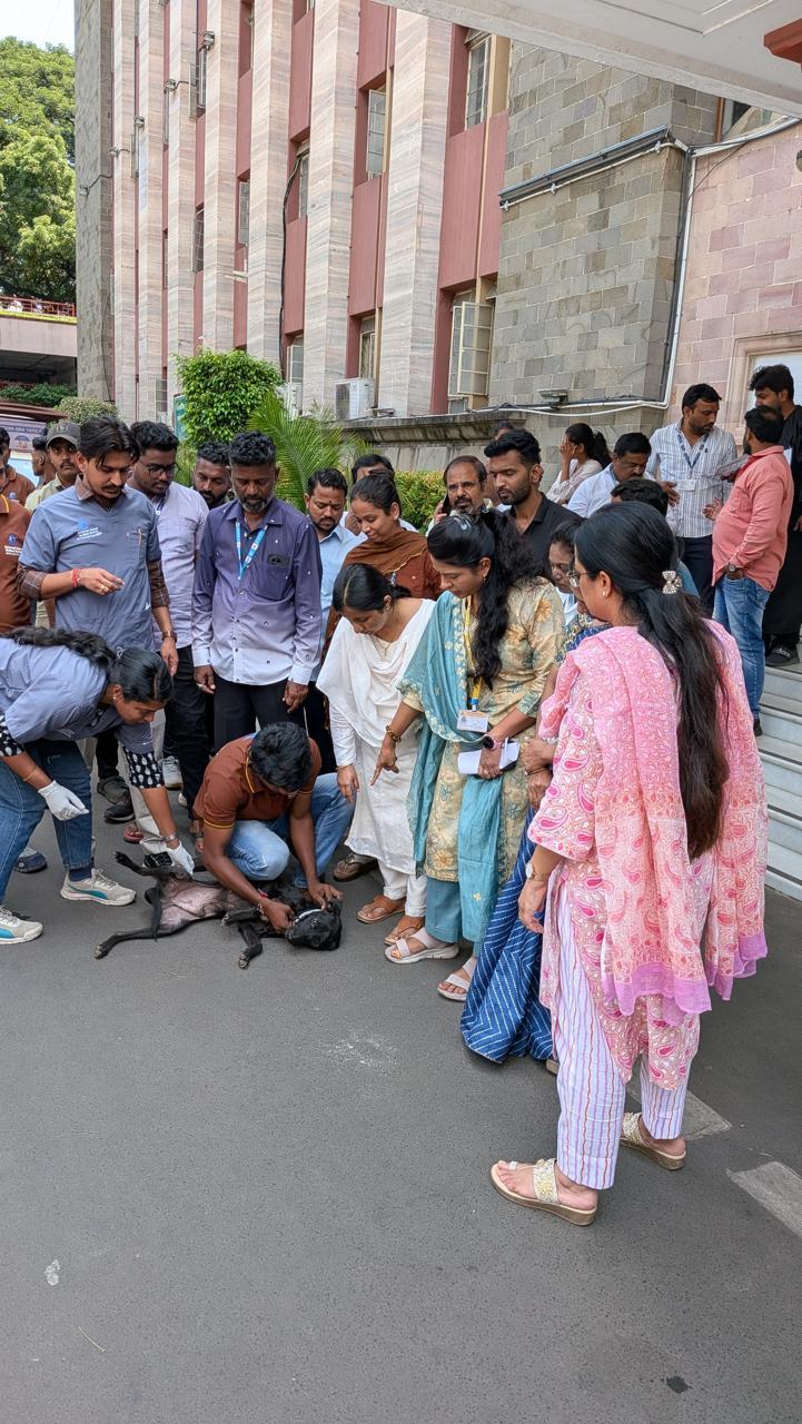 Cities launch vaccination drives to mark World Rabies Day and boost awareness