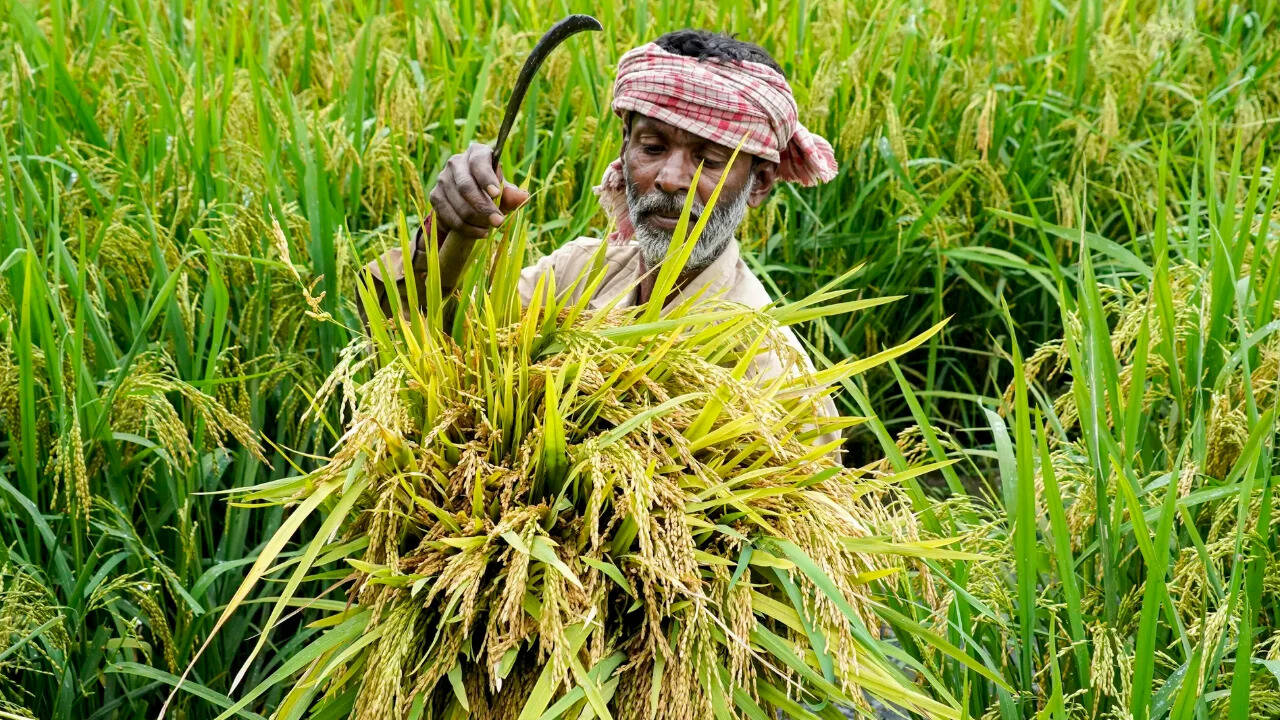 Government mulls steps to save rabi crops from drought
