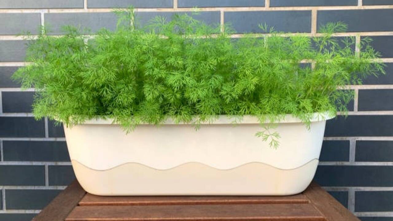 How to grow dill indoors: Simple tips for a steady supply of fresh herbs