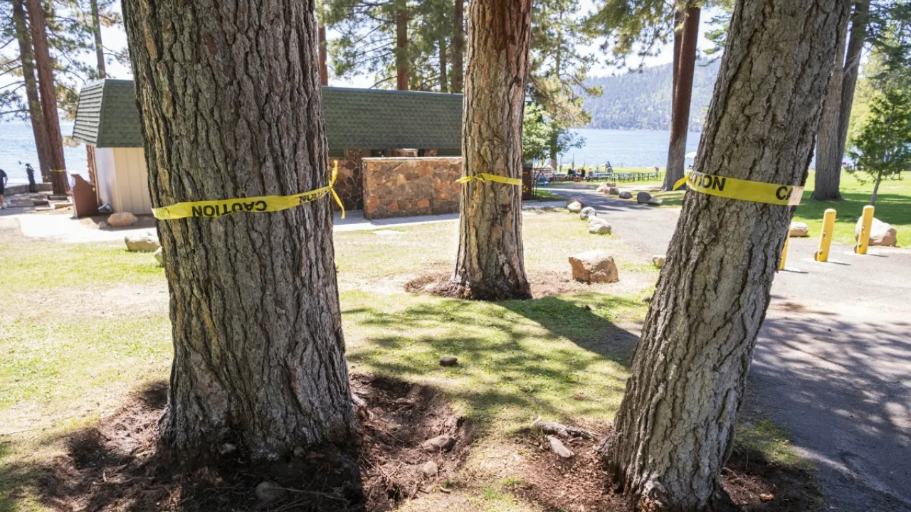 28 Lake Tahoe trees poisoned since 2022; $147,000 reward offered