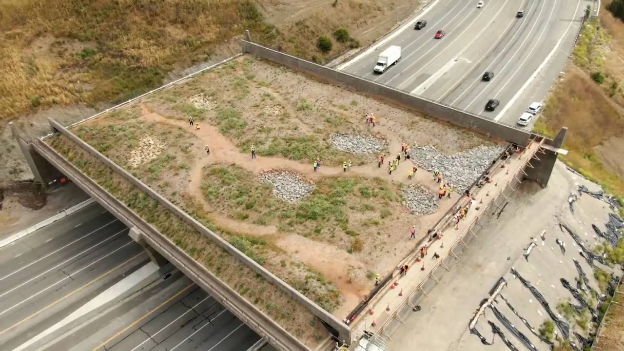 California plans Joshua tree wildlife crossings to protect desert animals