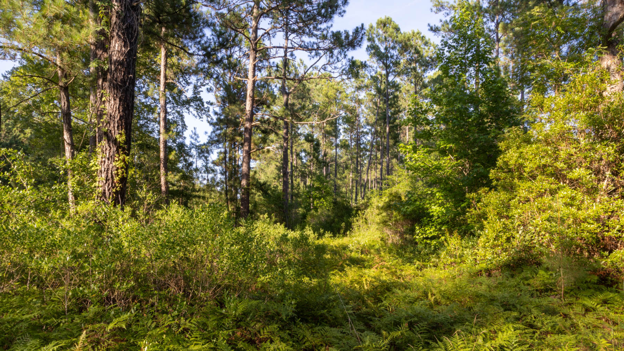 Forty-five North Carolina property owners sued over roads planned through their neighborhoods