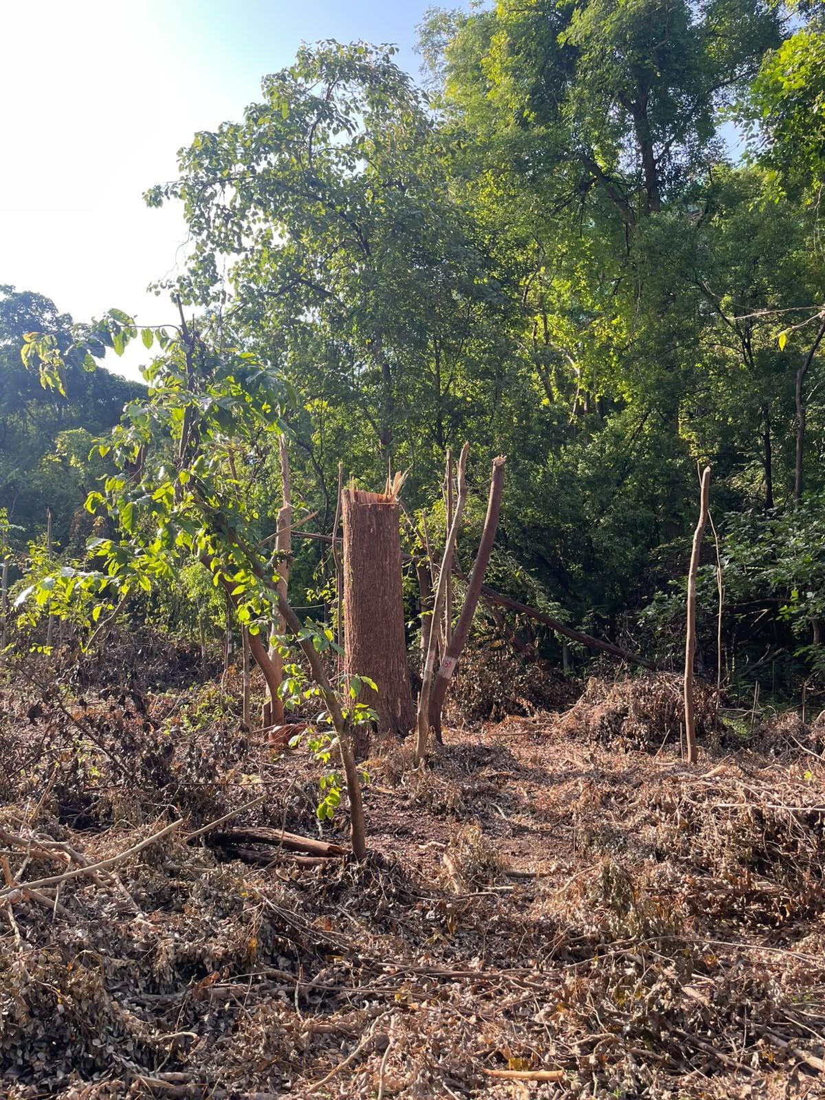Residents claim nearly 100 trees felled sans proper procedure for DP road in Kothrud