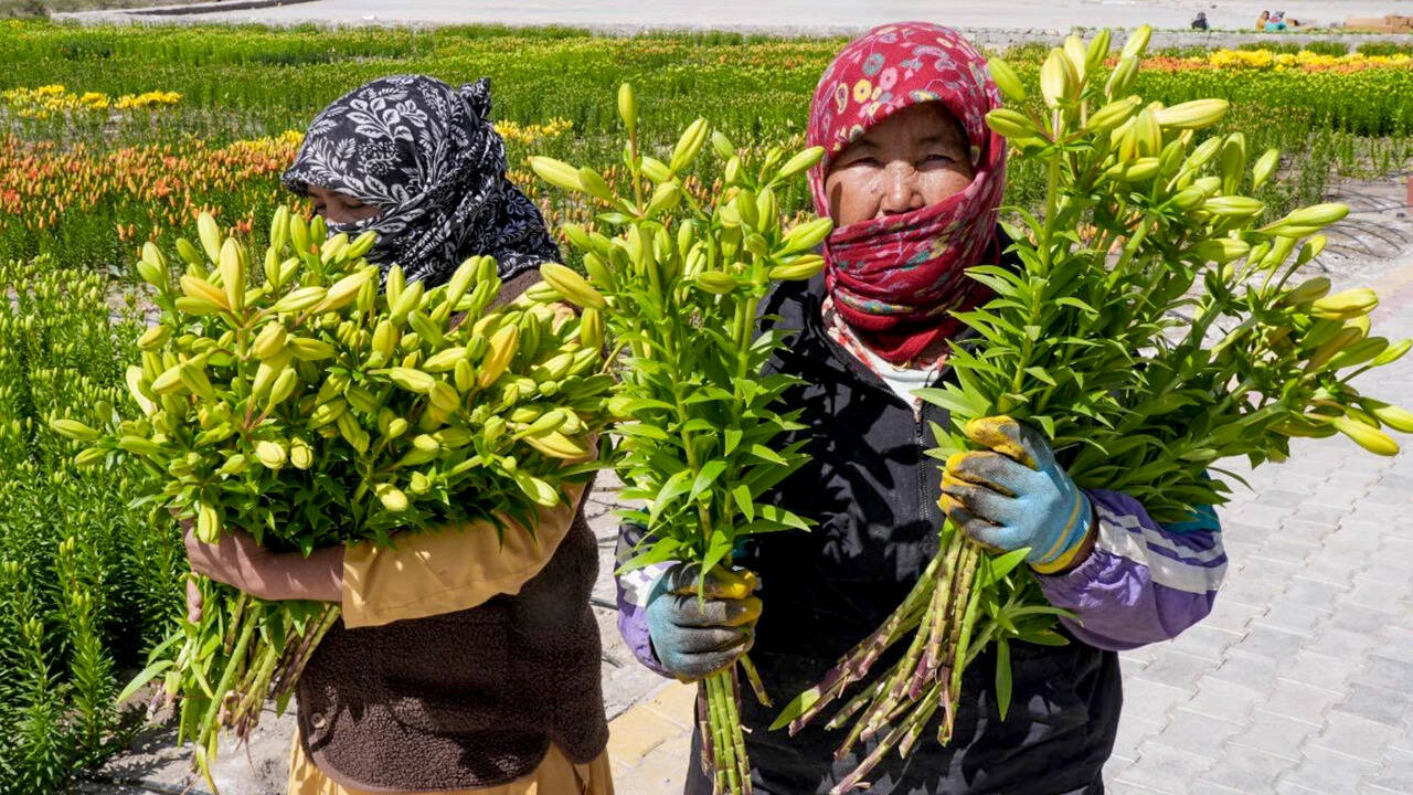 15k Ladakh-grown Liliums set out for national flower markets
