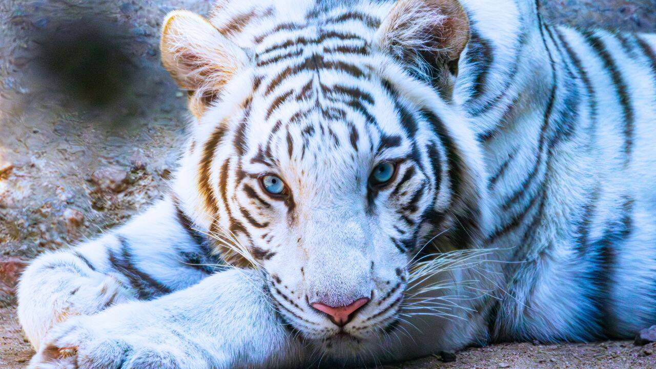 Meet Tejas: The rare blue-eyed white tiger who is Dehradun Zoo’s newest attraction