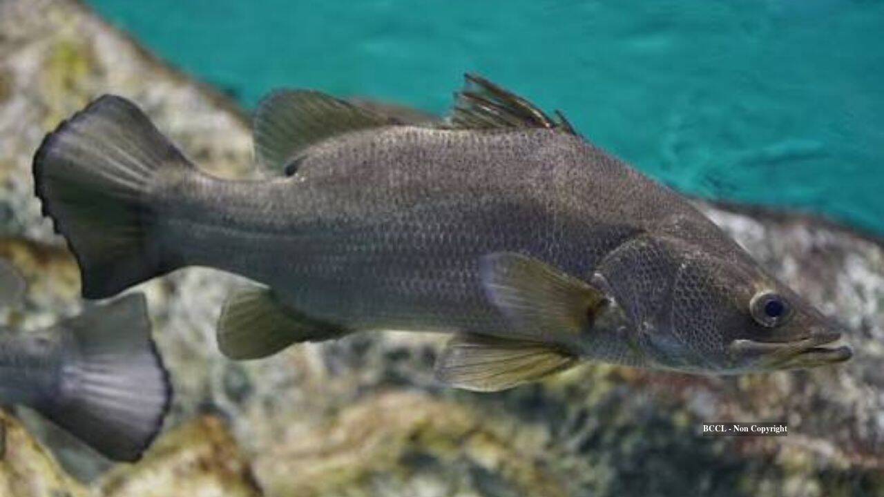 Introduced Nile perch devastated Lake Victoria’s native cichlids and fishery