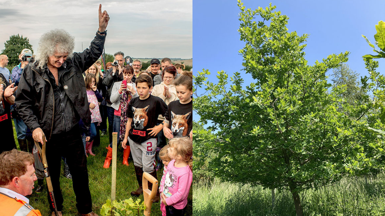 Brian May helped plant 101,000 trees and shrubs on 157 acres in Dorset