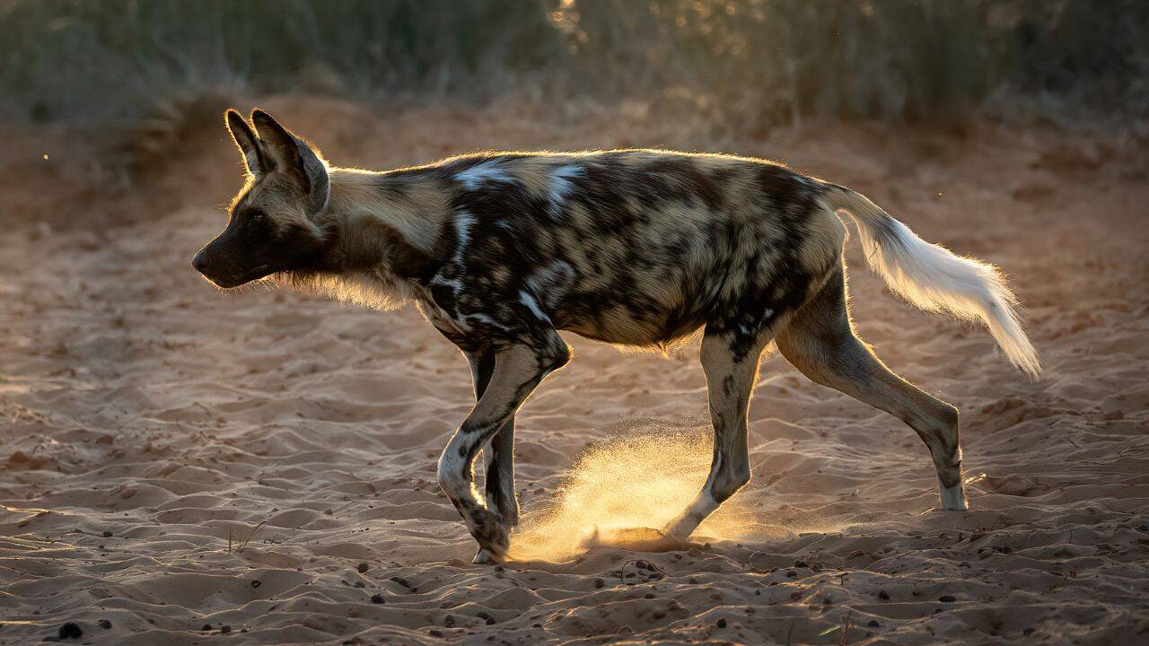20 African wild dogs return to Zimbabwe park after decades as its ecosystem is restored