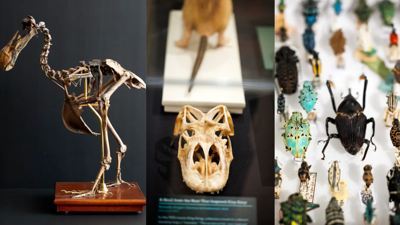 Harvard museum showcases dodo, extinct toad and 300-million-year-old fern