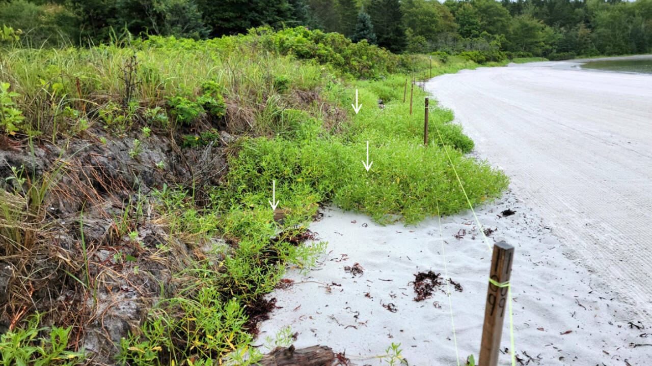South Portland used 200+ Christmas trees to rebuild a storm-eroded Maine beach