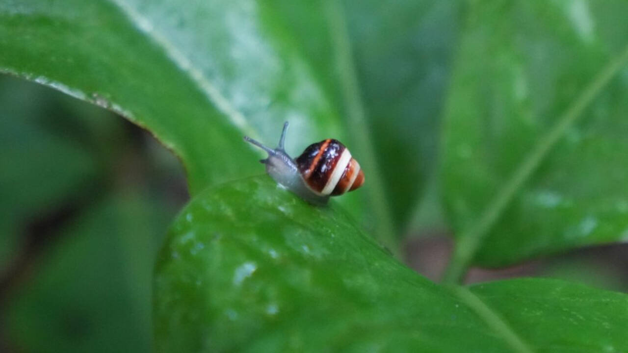 Hawaii's rosy wolfsnail mistake ends with native snails' return to the wild