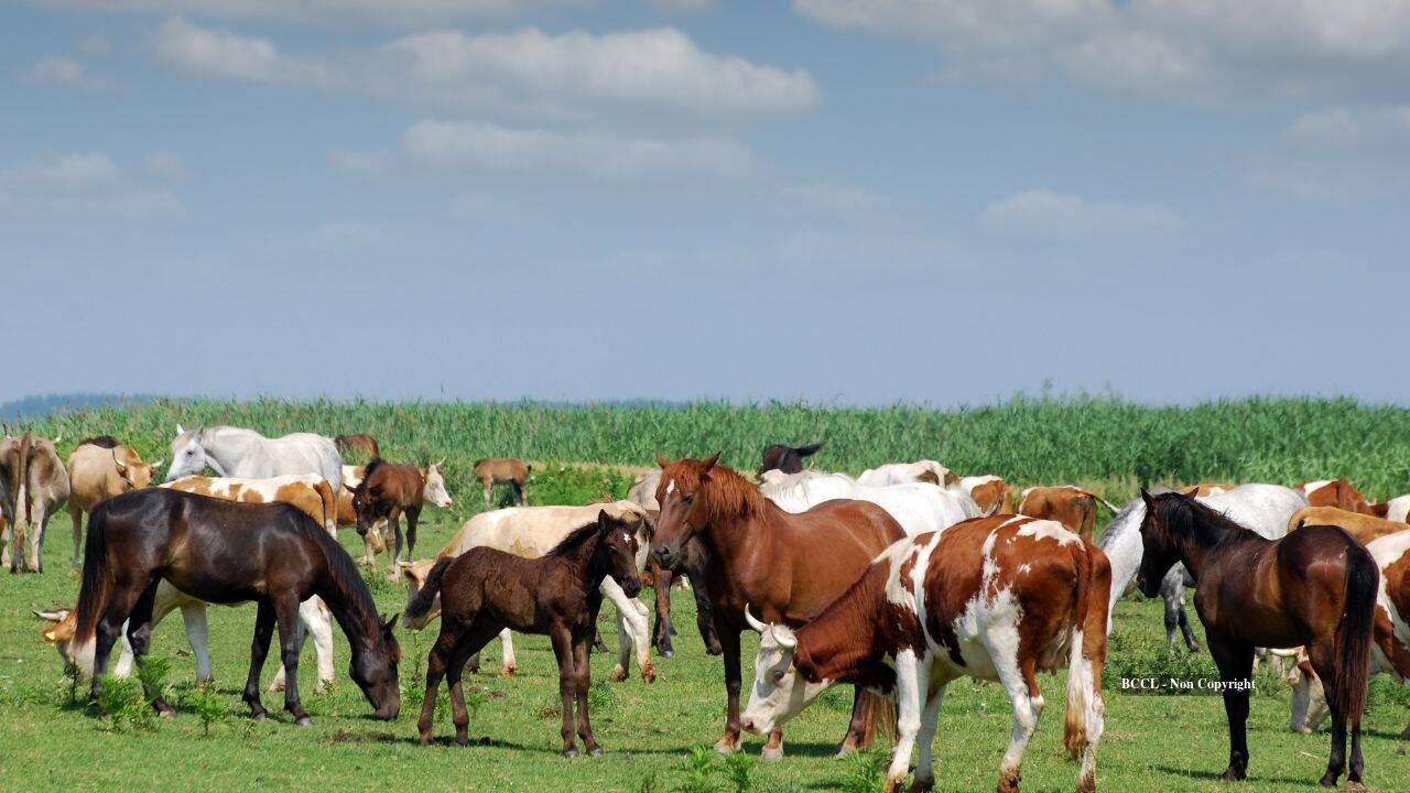 South Carolina family permanently protects 2,000-acre farm from development