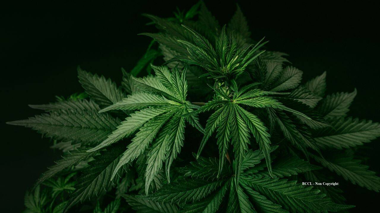 California couple’s $1M cannabis-related fines cleared five years after buying their home