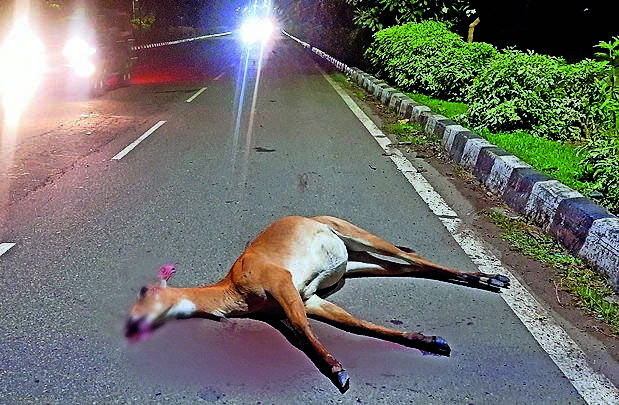 Nilgai dies in hit-&-run, but where’s the carcass?