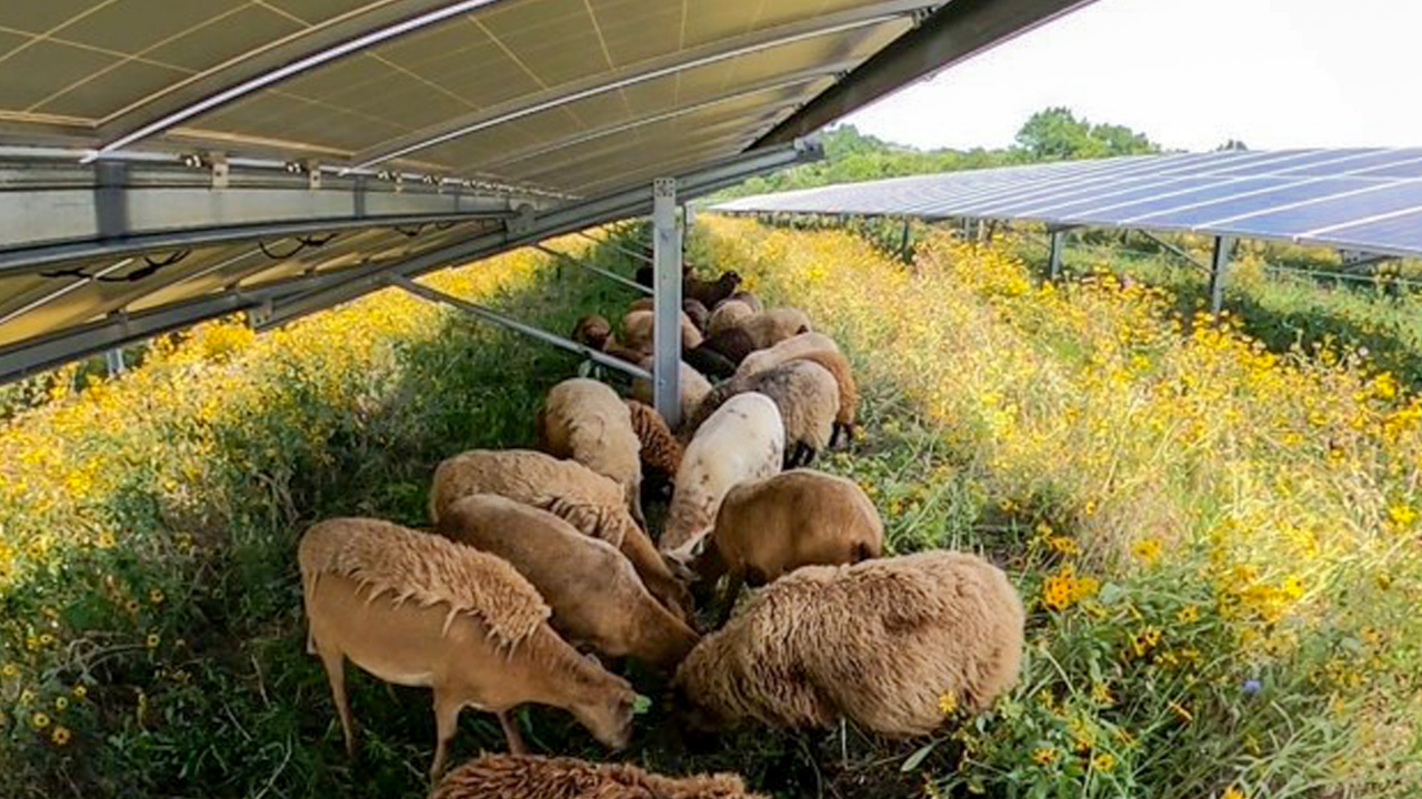 30 sheep to 500: How a Vermont couple turned solar farms into a thriving grazing business