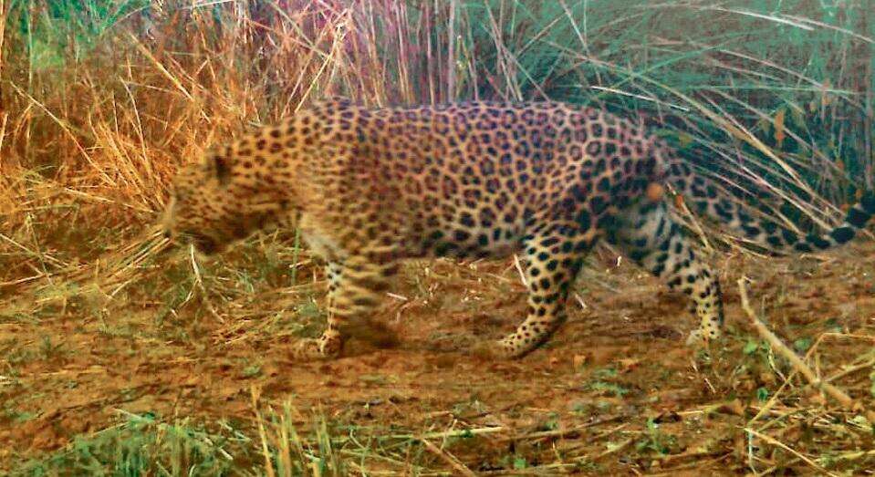 Chandigarh Wildlife Survey Urges Aggressive Eradication of Invasive Species