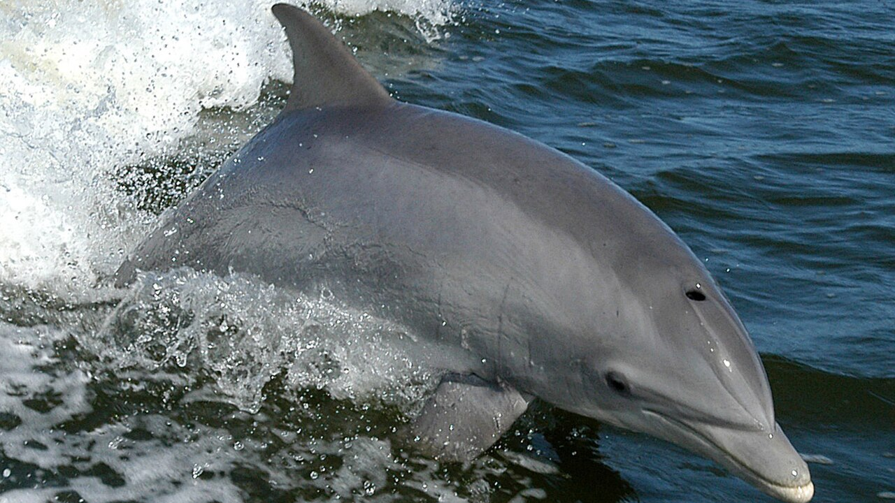 France paid dolphin hunters in 1865; study finds first recorded dolphin bounty