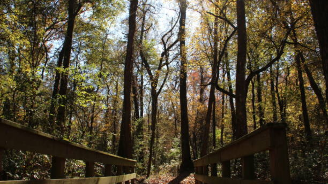 Georgia begins 10-year restoration of 132 acres at Towaliga Preserve