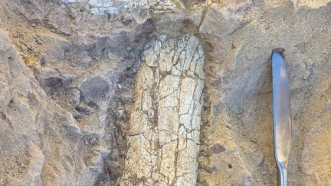 Ancient Mammal Fossil Unearthed: Workers find 40–45 million-year-old bones; scientists probe mystery species