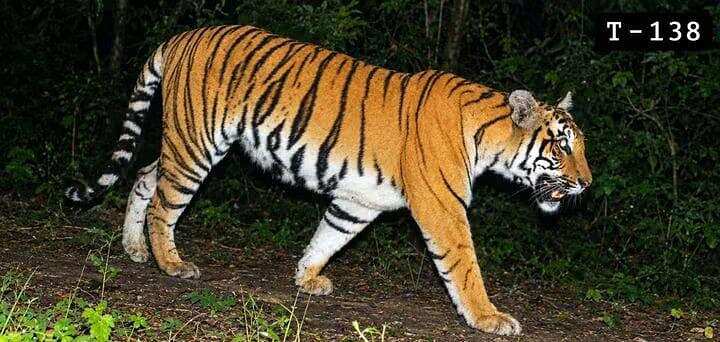 Foresters won’t rush Buxa tigress into the wild