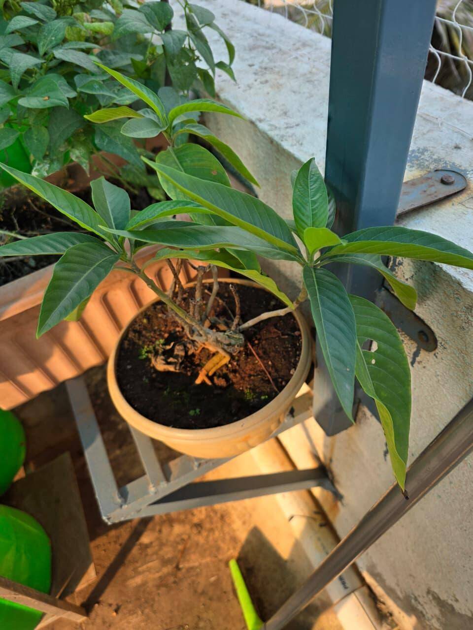 Urban Residents Cultivate Domestic Apothecaries in Pune