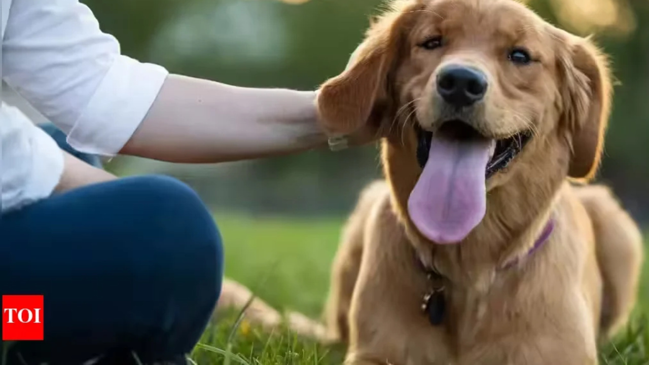 Dog lick causes fatal rabies case; experts warn of risks