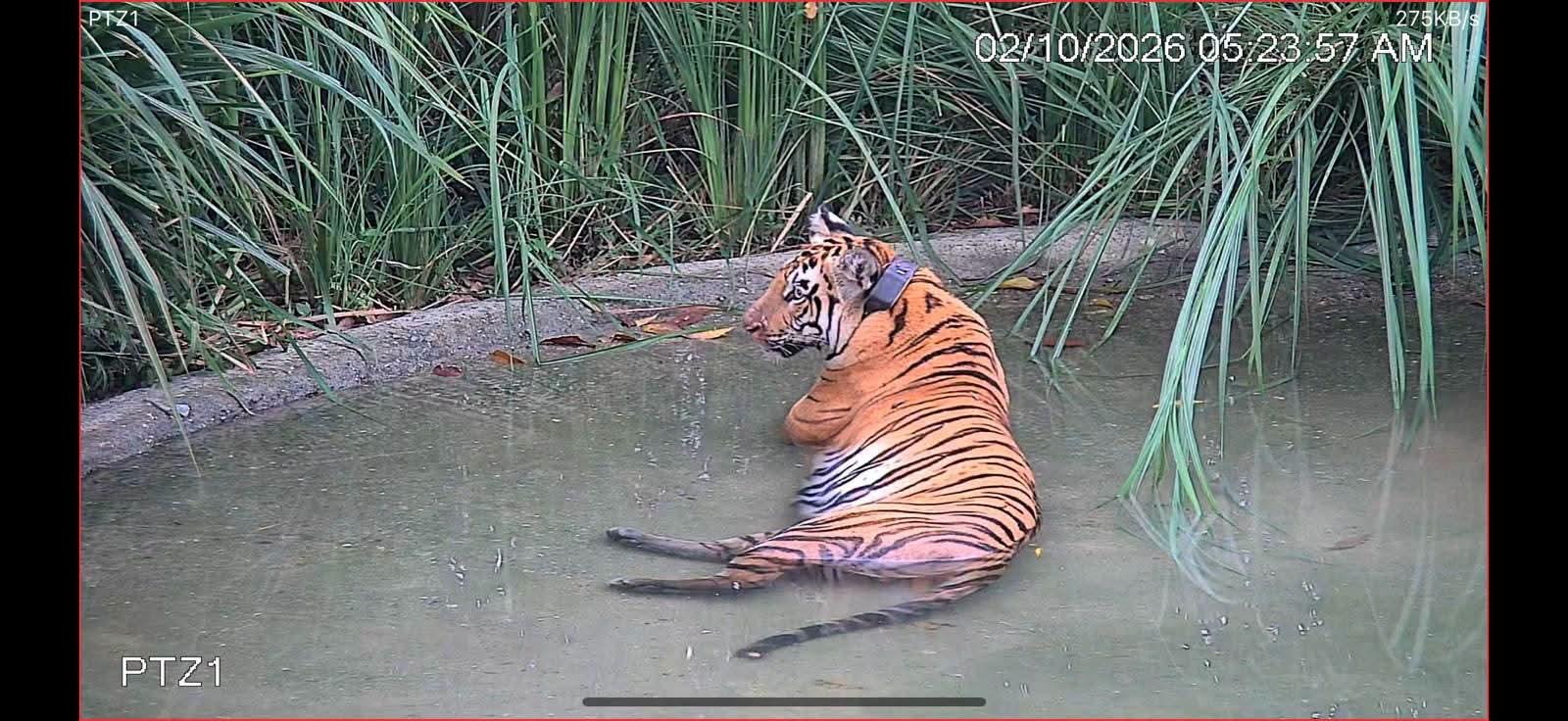 Deer alarms ring across Buxa after decades as ‘shy’ tigress finally steps out of her enclosure