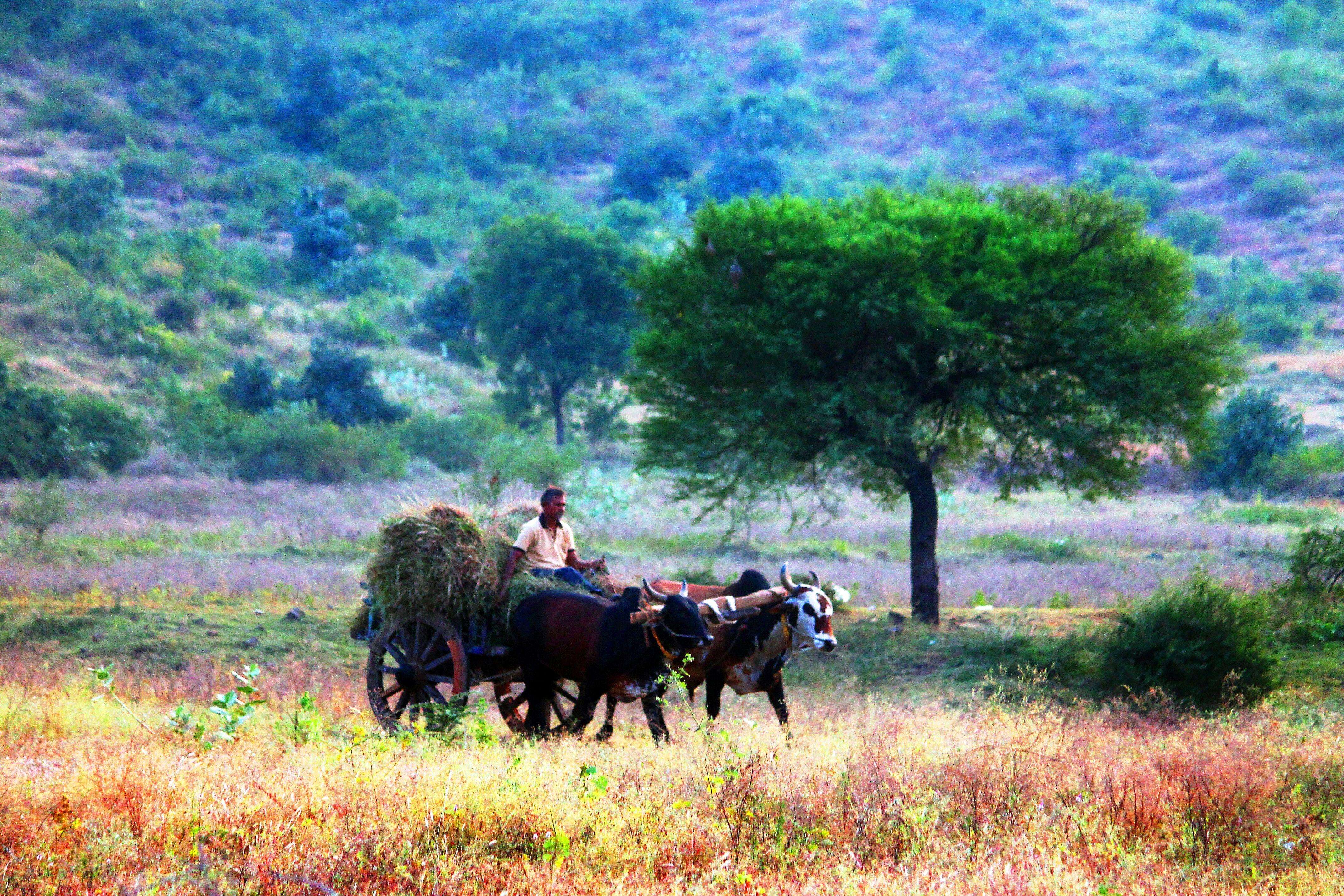 Marathwada Region Faces Severe Fodder Shortage as Reserves Dwindle