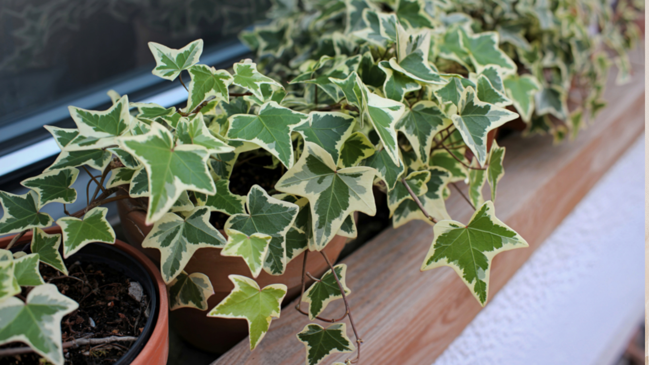 From English Ivy to Spider Plant: 5 low-effort hanging plants to add grace and greenery to your home