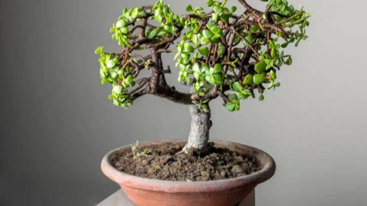 7 fruit trees that can grow in small pots: Easy options for a compact home garden