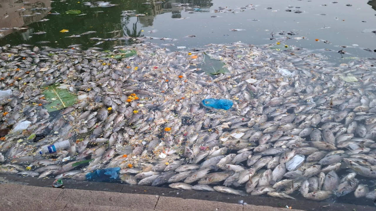 Ecological Collapse at Banganga Tank Prompts Emergency Municipal Scrutiny in Mumbai
