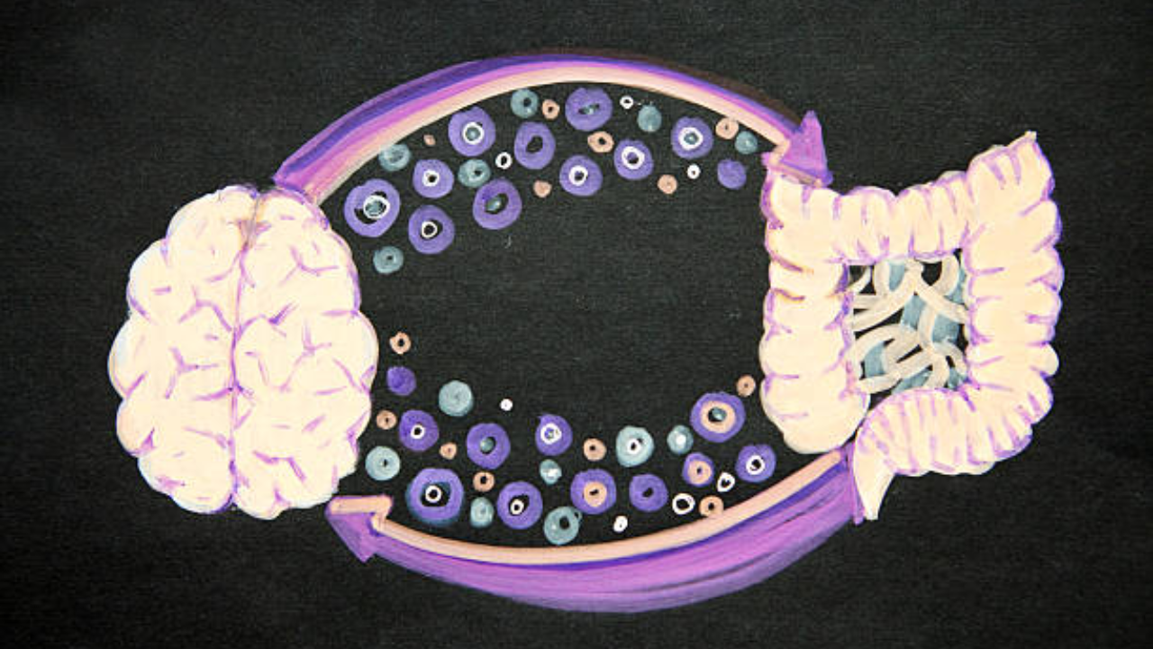 Gut bacteria may reveal how quickly your brain is ageing, study finds