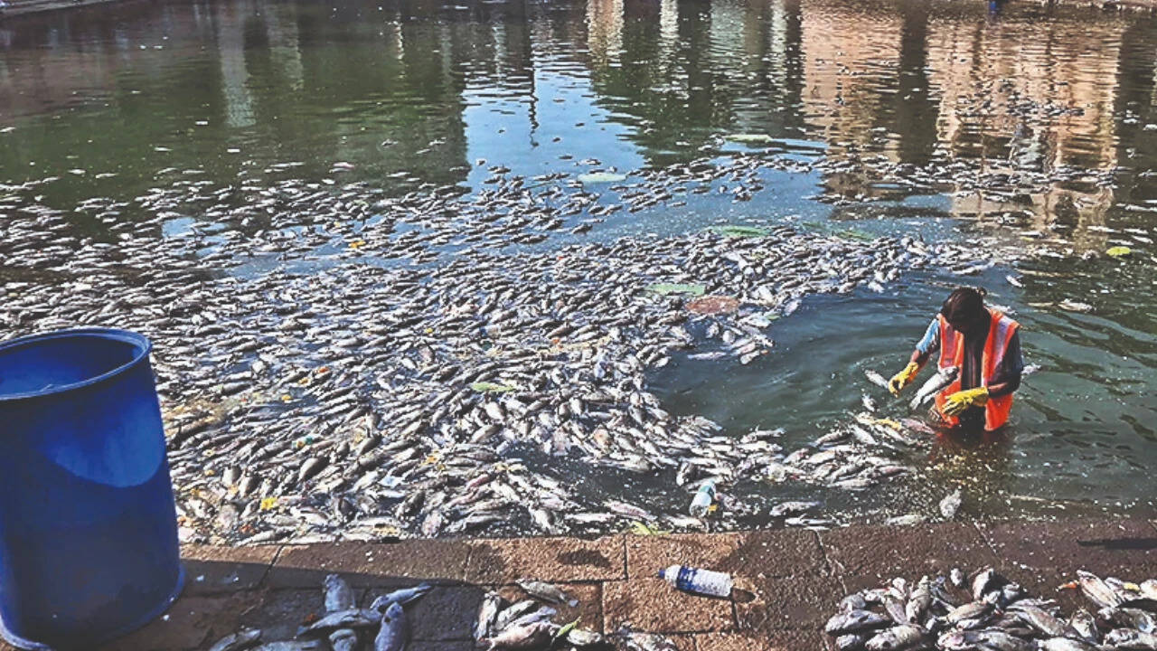 Banganga fish deaths: BMC plans 10 artificial ponds, more oxygenation pumps ahead of Pitru Paksha