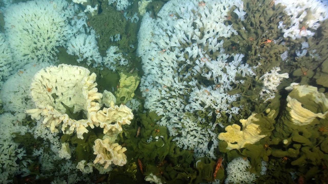 40M-year-old glass sponge reefs found alive off B.C. after thought extinct