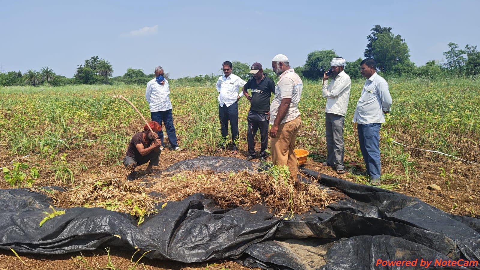 Marathwada Agrarian Collapse Threatens Rural Stability As Soybean Harvest Faces Complete Failure