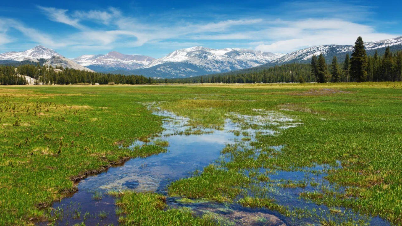Scientists planted 40,000 seedlings in Yosemite; 3 years later, meadow is still losing carbon