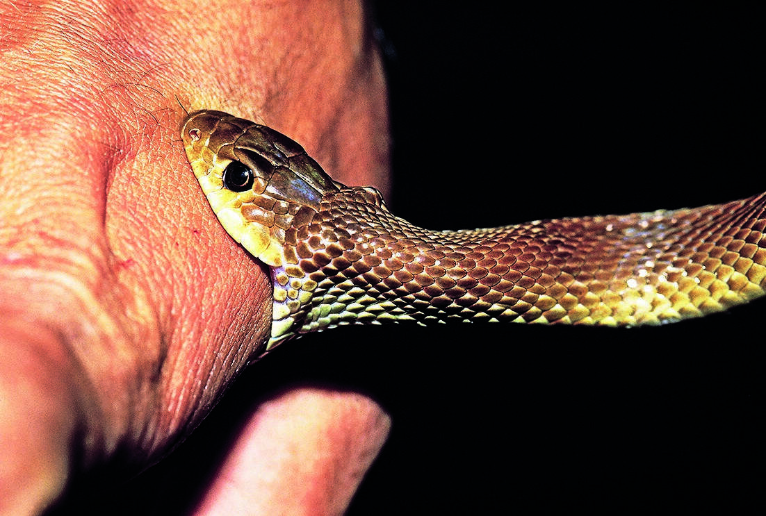 Child Succumbs to Snakebite at Bihar Anganwadi Centre, Raising Rural Health Alarm