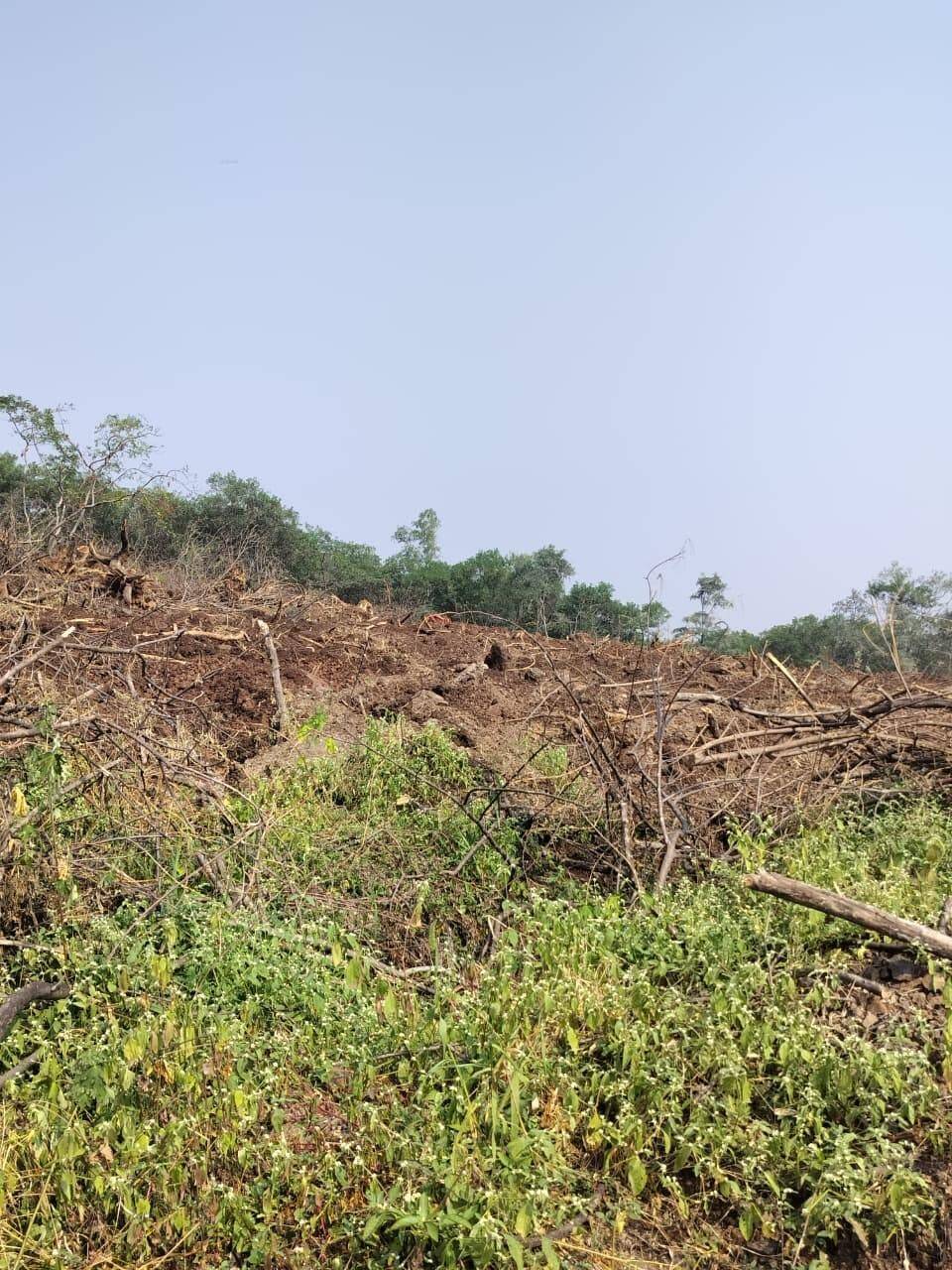 Pune Citizens Question Miyawaki Planting Amid Drought