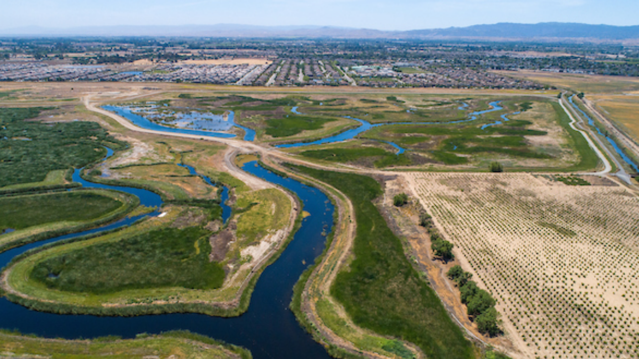 Restoration Ecology Study Findings: Tidal flows fuel Marsh Wren surge; broader marsh birds gain