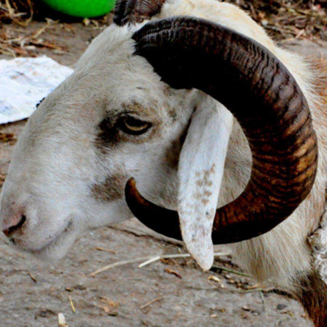Sheep horns to car bumpers: Researchers explore new composite