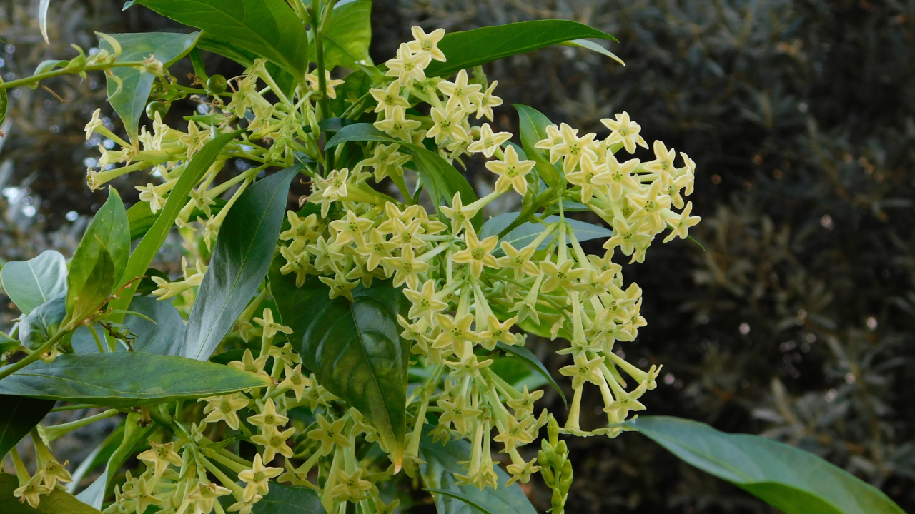 How to grow Raat Ki Rani flowers at home in a pot: Easy step-by-step guide for beginners