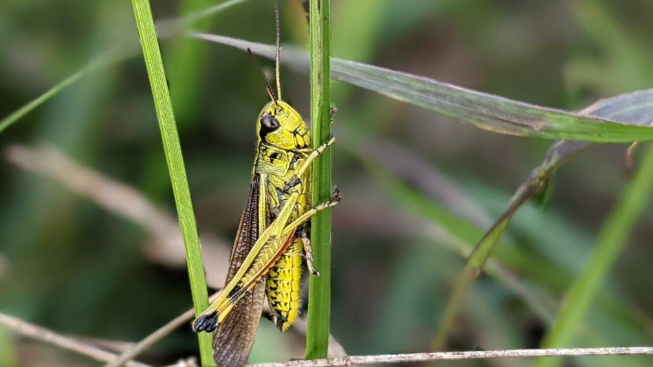 Publisher image for Thousands of rare grasshoppers released in Norfolk after 86 years