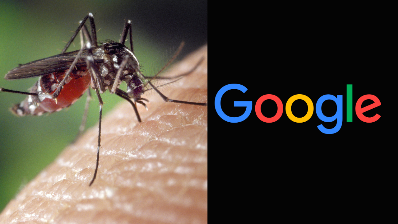 Google helped release 3 million mosquitoes in Australia to reduce their population